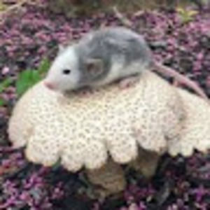 Meet your Posher, Jordan